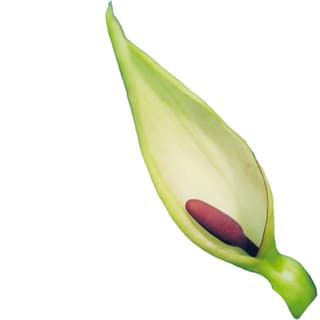 Arum blossom