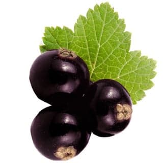 French blackcurrant