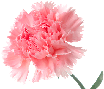 Carnation