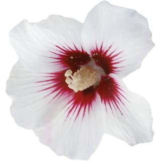 White hibiscus