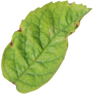 Eglantine rose leaf