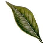 Madagascan clove leaf