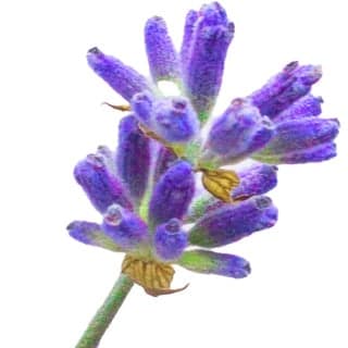 Provençal lavender absolute