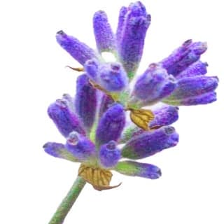 Russian lavender