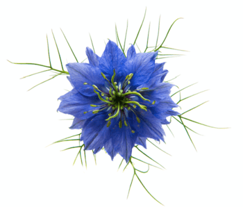 Nigella