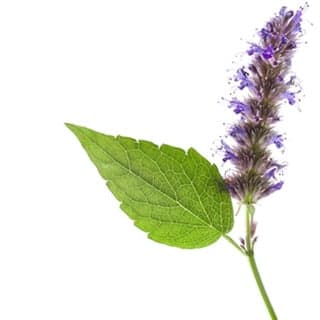 Sulawesi patchouli