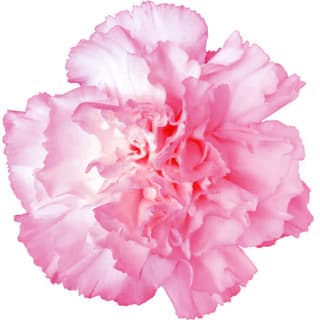 Carnation absolute