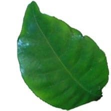 Gardenia leaf