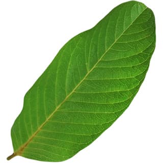 Guava leaf