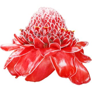 Torch ginger