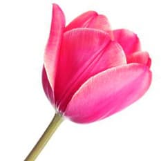 Pink tulip