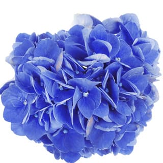 Blue hydrangea