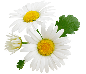 Chamomile