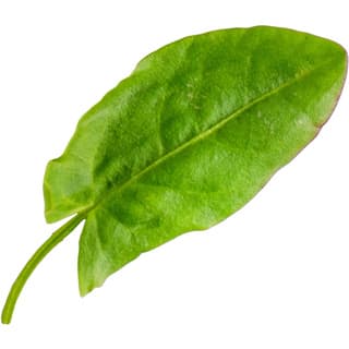 Sorrel