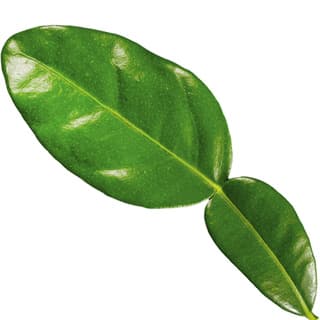 Lime leaf