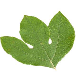 Sassafras