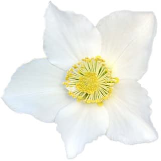 Christmas rose