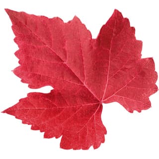 Red grape leaf