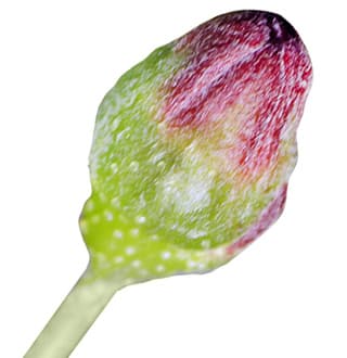 Blackcurrant bud