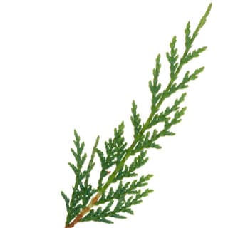 Cypress leaf