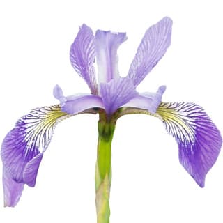 Florentine iris absolute