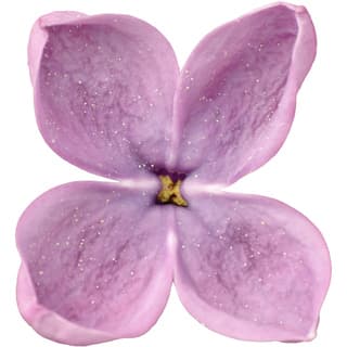 English lilac