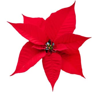 Poinsettia