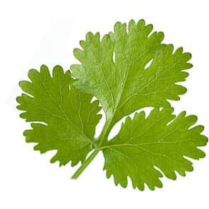 Crimean coriander