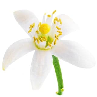 Egyptian neroli