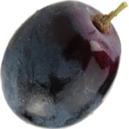 Concord grape