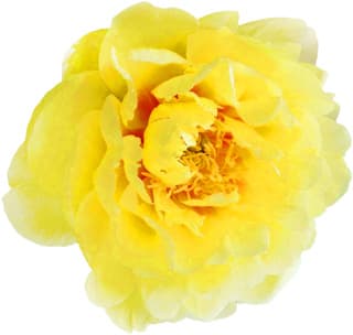 Yellow peony