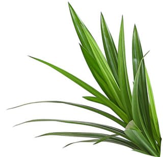 Pandanus leaf