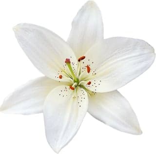 White lily