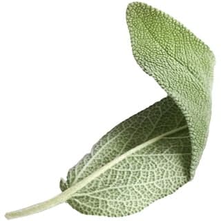 Italian sage