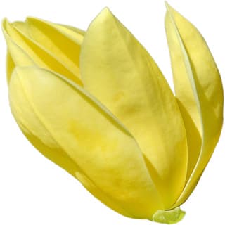 Yellow magnolia