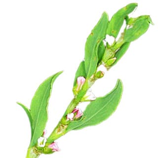 Polygonum