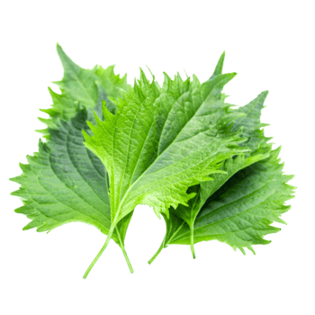 Shiso