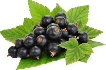 Blackcurrant