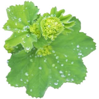 Lady's mantle