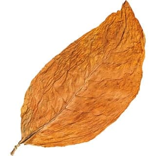 Tobacco leaf