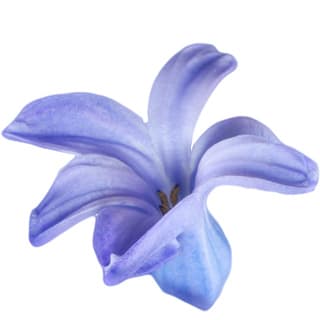 Wild hyacinth