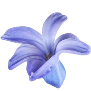 Purple hyacinth