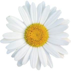 Roman chamomile