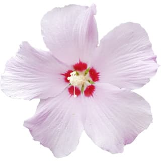 Rose of Sharon