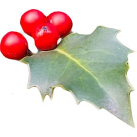 Holly leaf