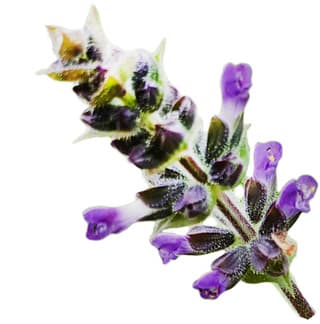 Salvia verbenaca