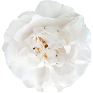 Bulgarian Rosa alba