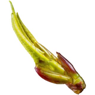 Balsam poplar bud