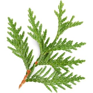 Viginia cedar Orpur®