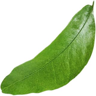 Mango leaf